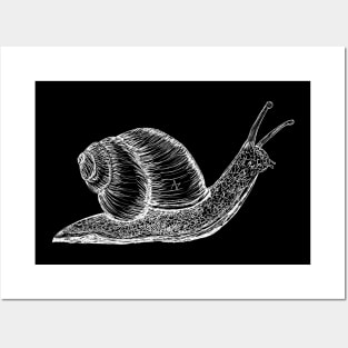 white snail Posters and Art